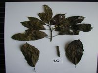 Herbarium sample