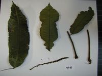 Herbarium sample