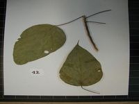 Herbarium sample