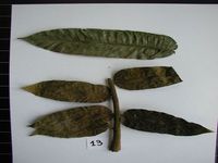 Herbarium sample