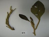 Herbarium sample