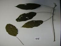 Herbarium sample