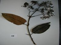 Herbarium sample