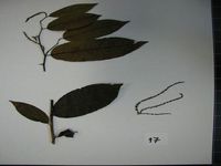 Herbarium sample