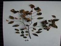 Herbarium sample