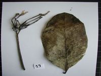 Herbarium sample