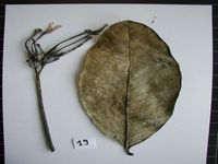 Herbarium sample