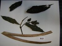 Herbarium sample