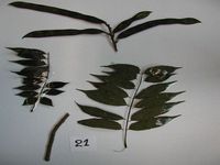 Herbarium sample