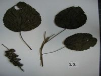 Herbarium sample