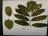 Herbarium sample