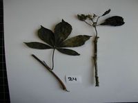 Herbarium sample