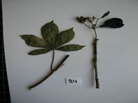 Herbarium sample