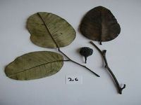 Herbarium sample