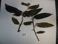 Herbarium sample