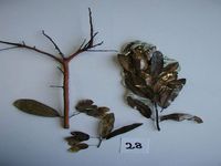 Herbarium sample