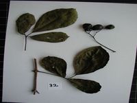 Herbarium sample