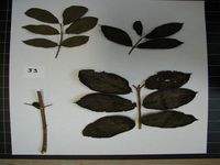 Herbarium sample