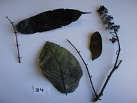 Herbarium sample