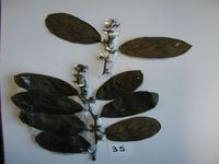 Herbarium sample