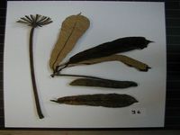 Herbarium sample