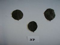 Herbarium sample