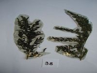 Herbarium sample