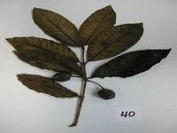 Herbarium sample