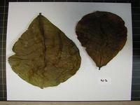 Herbarium sample