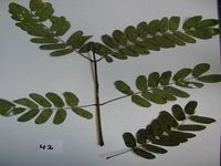 Herbarium sample