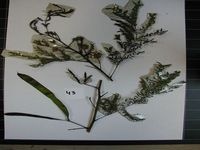 Herbarium sample