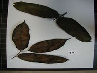 Herbarium sample