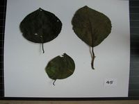 Herbarium sample