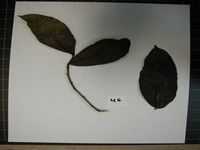 Herbarium sample