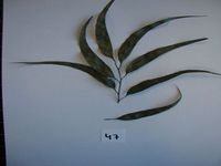 Herbarium sample