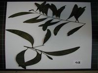 Herbarium sample