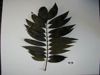 Herbarium sample