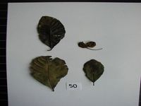 Herbarium sample