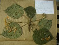 Herbarium sample