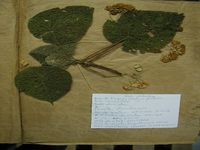 Herbarium sample