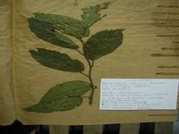 Herbarium sample