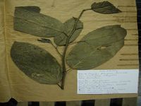 Herbarium sample