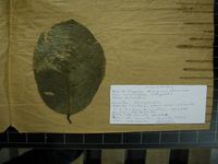 Herbarium sample