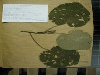 Herbarium sample