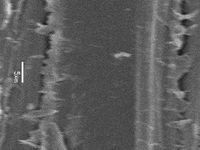 Tangential section