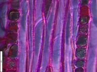 Tangential section