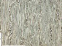 Tangential section