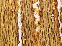 Tangential section
