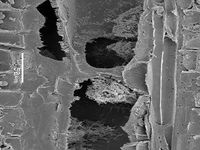 Radial section