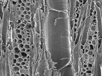 Tangential section